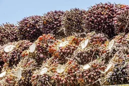 Penguatan Harga CPO Selama Sepekan Didukung Prospek Permintaan Biodiesel