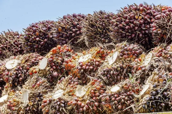 Penguatan Harga CPO Selama Sepekan Didukung Prospek Permintaan Biodiesel