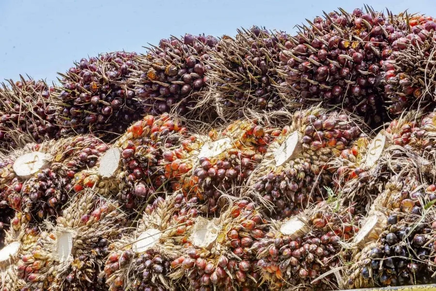 Penguatan Harga CPO Selama Sepekan Didukung Prospek Permintaan Biodiesel