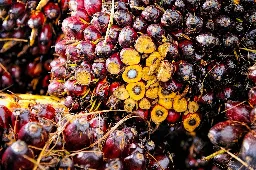 Waspadai Peredaran Benih Sawit Palsu, Karantina Lampung Amankan 10 Ribu Lebih Benih Ilegal