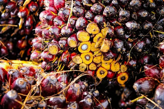 Waspadai Peredaran Benih Sawit Palsu, Karantina Lampung Amankan 10 Ribu Lebih Benih Ilegal