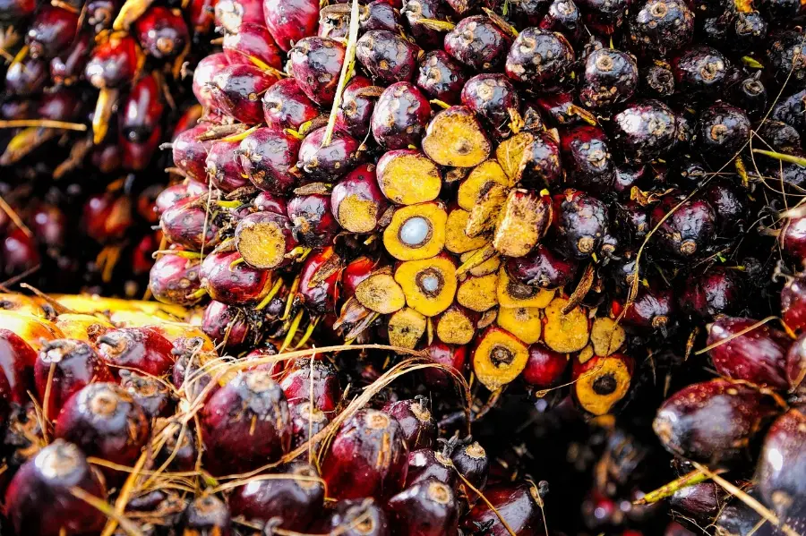 RSPO Dinilai Penting Bagi Petani Sawit Swadaya Seiring Meningkatnya Tuntutan Pasar Global