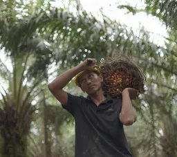 Sulawesi Tengah Bentuk FMPSB-Sulteng untuk Memperkuat Tata Kelola Perkebunan Kelapa Sawit 