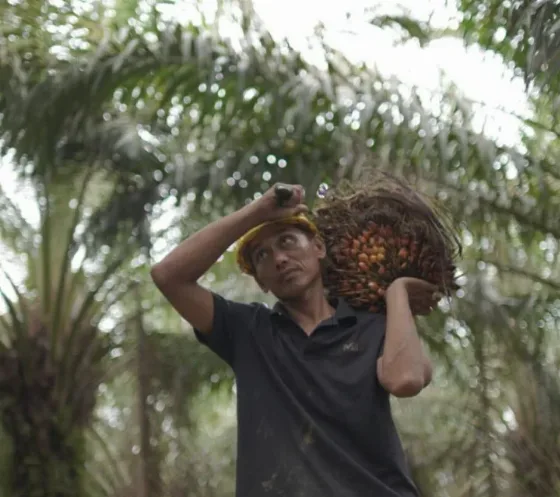 Sulawesi Tengah Bentuk FMPSB-Sulteng untuk Memperkuat Tata Kelola Perkebunan Kelapa Sawit 
