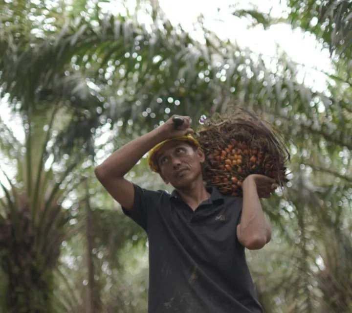 Harga TBS Kelapa Sawit Mitra Swadaya di Hargai Rp3.846,00/Kg