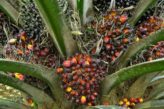 Pemeliharaan dan Evaluasi Penting Menjaga Produktivitas Sawit