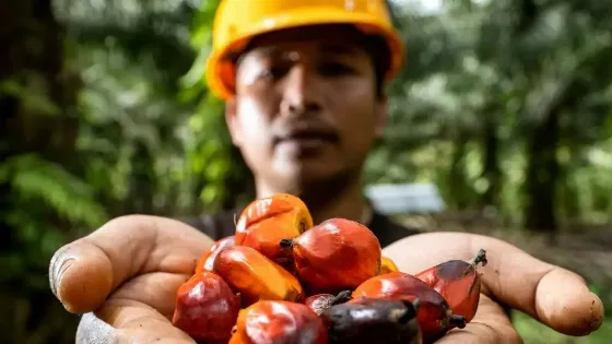 BPDP Tegaskan Riset dan Inovasi Menjadi Pilar Utama Meningkatkan Daya Saing Industri Kelapa Sawit