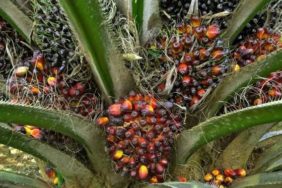 Harga CPO Ditutup Melemah di Akhir Pekan, Kenaikan Mingguan Tetap Terjaga