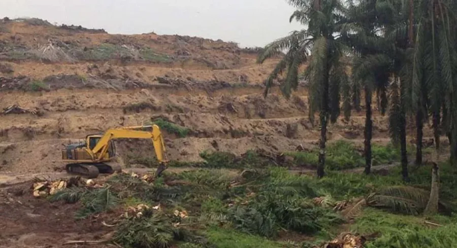 Riau Kucurkan Rp1,9 Triliun untuk Replanting 55 Ribu Hektare Sawit Tua, Dana Bantuan Naik Jadi Rp60 Juta per Hektare