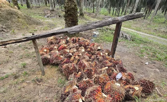 Harga TBS Sawit Plasma Riau Turun Tipis Pekan Ini, Kelompok Umur 9 Tahun Dipatok Rp3.948 per Kilogram