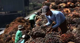 Harga TBS Sawit Swadaya Riau Turun Tipis Pekan Ini, Tanaman Umur 9 Tahun Jadi Rp3.885 per Kg