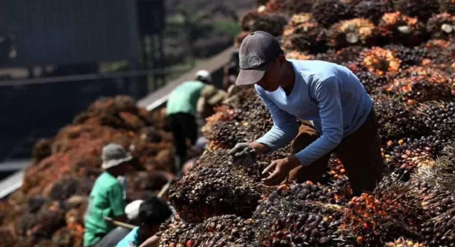 Harga TBS Sawit Swadaya Riau Turun Tipis Pekan Ini, Tanaman Umur 9 Tahun Jadi Rp3.885 per Kg