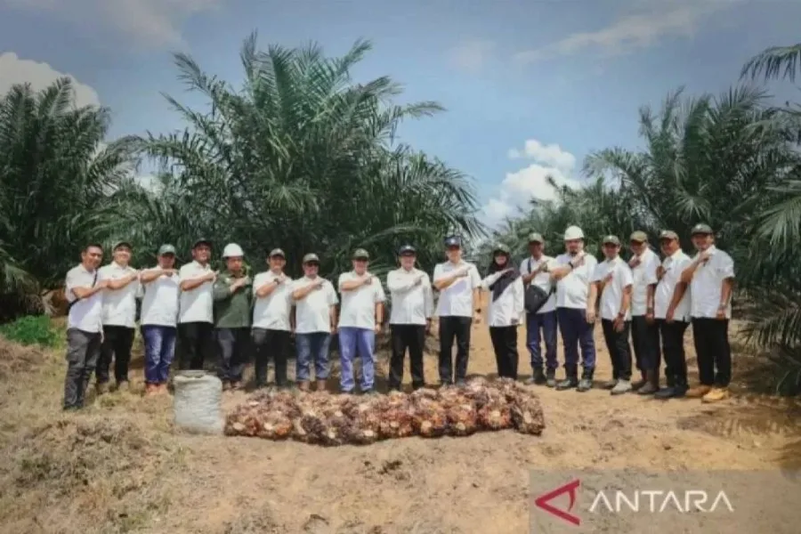 Peremajaan Sawit Rakyat Riau Capai 55 Ribu Hektare: Rp1,9 Triliun Bantuan Dikucurkan, Kampar Catat Lahan Terluas