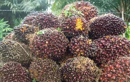 UU Reforma Agraria Disahkan: Bayang-Bayang Pembatasan Lahan Jadi Overhang Baru Saham Sawit dan Properti