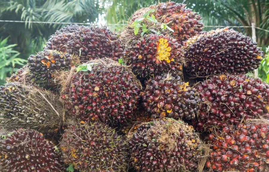 UU Reforma Agraria Disahkan: Bayang-Bayang Pembatasan Lahan Jadi Overhang Baru Saham Sawit dan Properti