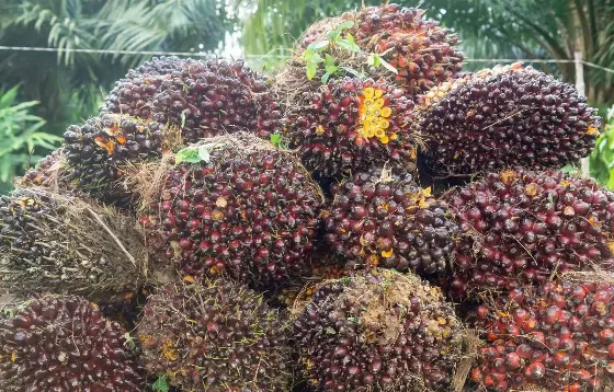 B50 Hadapi Batas Ekologis, Koalisi Sipil Dorong Intensifikasi Sawit Tua dan Biofuel Non-Pangan