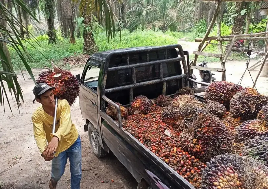 Imbas Pelemahan CPO dan Kernel, Harga TBS Pekebun Mitra Riau Turun Jadi Rp3.796 per Kg