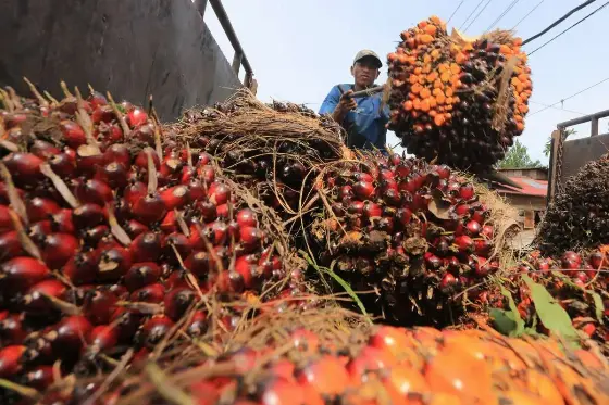 Terkoreksi 3,45 Persen, Harga TBS Pekebun Swadaya Riau Ditetapkan Rp3.733 per Kg