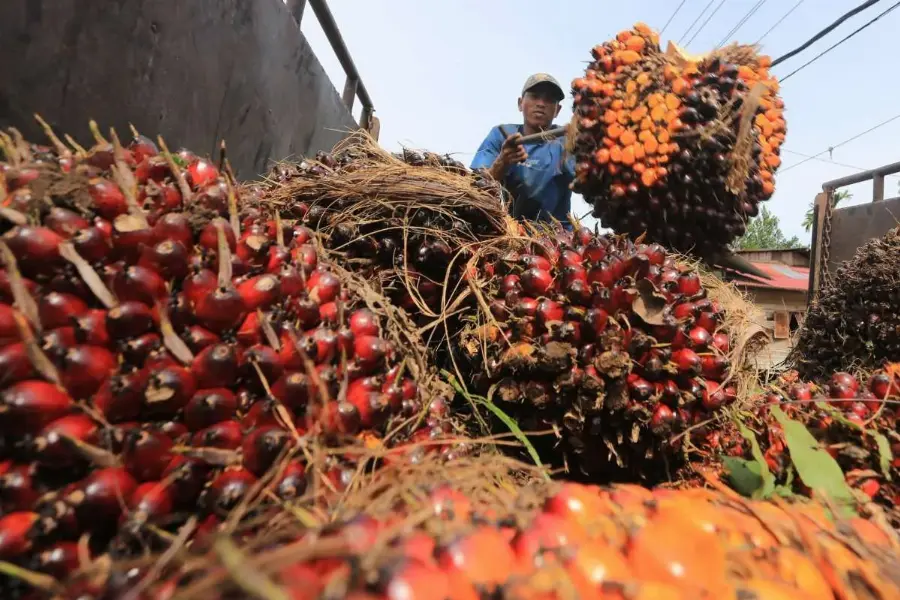Terkoreksi 3,45 Persen, Harga TBS Pekebun Swadaya Riau Ditetapkan Rp3.733 per Kg