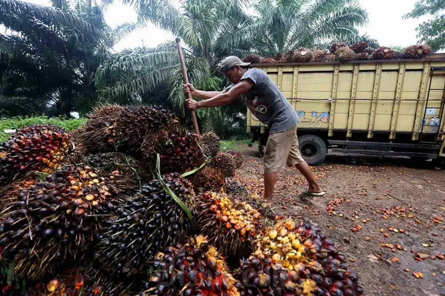Substitusi Impor Pakan Ternak, GAPKI dan Kementan Dorong Pemanfaatan Bungkil Sawit hingga di Atas 10 Persen