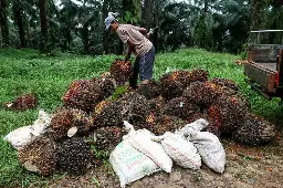 GAPKI Proyeksikan Dampak El Nino Tekan Produksi CPO di 2027, Akselerasi PSR Jadi Kunci