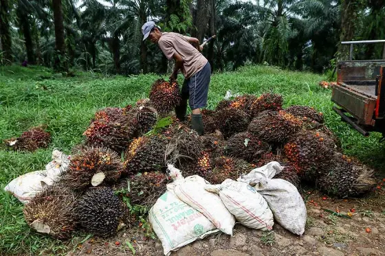 GAPKI Proyeksikan Dampak El Nino Tekan Produksi CPO di 2027, Akselerasi PSR Jadi Kunci
