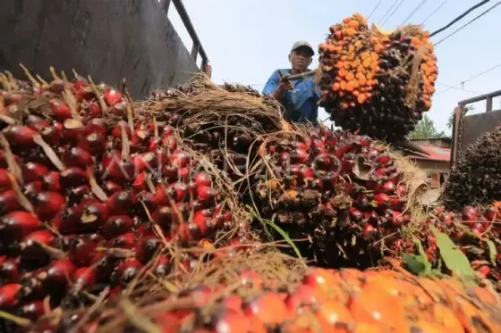 Harga TBS Kelapa Sawit Riau Kompak Anjlok Pekan Ini, Tertekan Pelemahan CPO dan Kernel