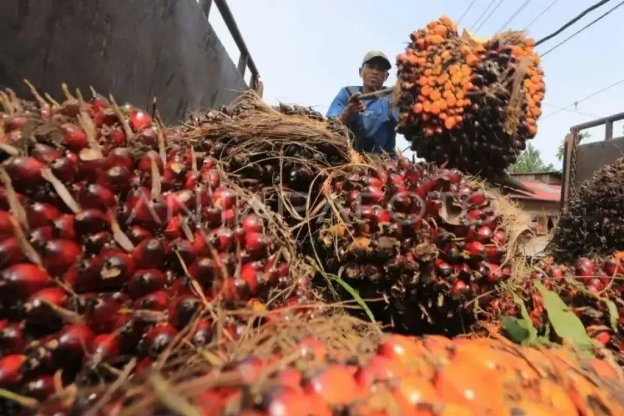 Harga TBS Kelapa Sawit Riau Kompak Anjlok Pekan Ini, Tertekan Pelemahan CPO dan Kernel
