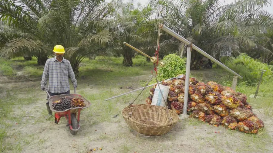 Kawal Hilirisasi dan PSR, PTPN IV PalmCo Serap 8,42 Juta Ton TBS Rakyat dan Dampingi 49 Ribu Hektare Lahan