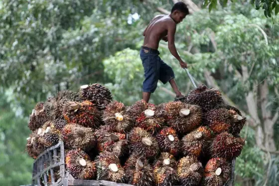 BPI Danantara Jajaki Kerjasama Hilirisasi CPO dengan Mesir, Kadin: Peluang Besar Pasar Nontradisional