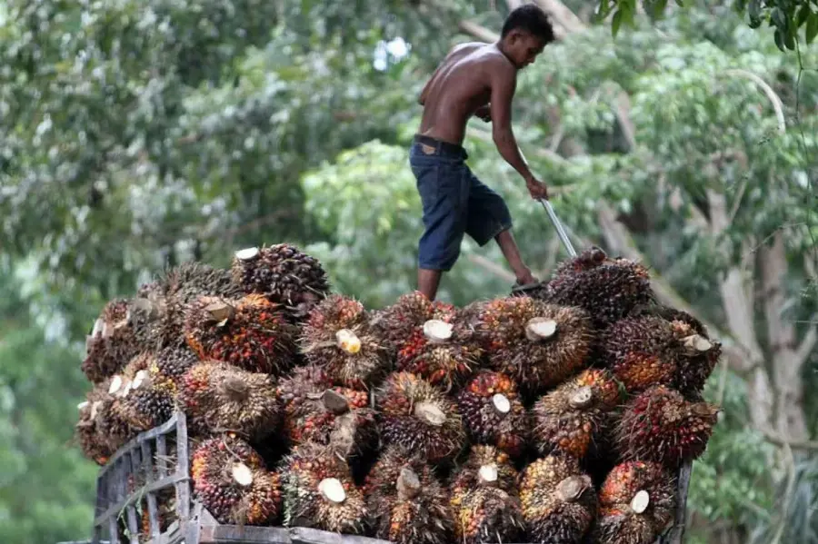 BPI Danantara Jajaki Kerjasama Hilirisasi CPO dengan Mesir, Kadin: Peluang Besar Pasar Nontradisional