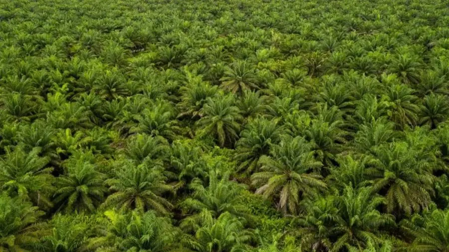 Terapkan Standar ESG, PTPN IV PalmCo Raih Premi Sawit Bersertifikat Rp190,78 Miliar per September 2026