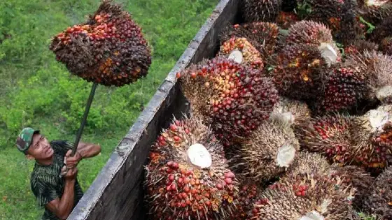 Serapan Domestik Naik Kencang, GAPKI Sebut Harga CPO dan Minyak Goreng Berpotensi Terkerek di 2027
