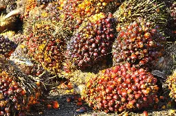 Terpengaruh Koreksi Harga CPO, Harga TBS Sawit Riau Periode 21–27 Oktober Koreksi Tipis ke Rp 3.745/Kg
