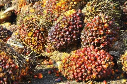 Harga TBS Kemitraan Plasma Riau periode 19 - 25 Agustus 2026 Turun Menjadi Rp3.884,10/Kg
