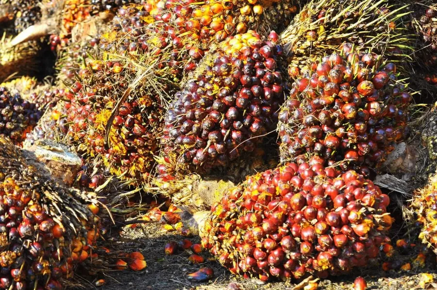 Harga CPO Melemah Mengikuti Pelemahan Minyak Nabati Pesaing