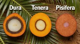 Tiga Tipe Kelapa Sawit yang Menentukan Produktivitas Kebun