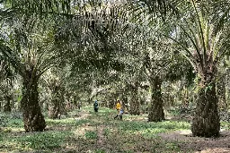 Industri Sawit Indonesia Harus Memperkuat Aspek Keberlanjutan Agar Mampu Bersaing di Pasar Global