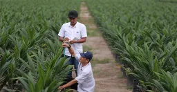 Semester I 2026, Penjualan PTPN Group Tembus Rp 29,1 Triliun