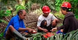 K3 Dinilai Meningkatkan Produktivitas dan Memperkuat Daya Saing Industri Kelapa Sawit Nasional