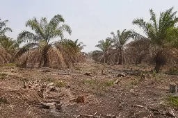 Tantangan Perkebunan Kelapa Sawit Dalam Menjaga Sawit Tetap Produktif