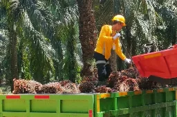 K3 di Perkebunan dan Pabrik Kelapa Sawit Investasi Strategis Bagi Keberlanjutan Industri