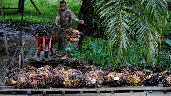 Koperasi Desa Merah Putih Mendapat Alokasi Dana Peremajaan Kelapa Sawit 