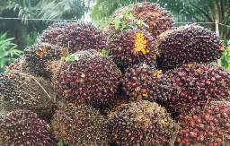 Komoditas Unggulan Memanas: HR CPO dan Biji Kakao Kompak Melonjak di September 2026