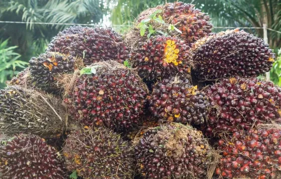 Komoditas Unggulan Memanas: HR CPO dan Biji Kakao Kompak Melonjak di September 2026