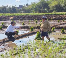 Rekor Baru! NTP Agustus 2026 Tembus 129,19, Sawit dan Gabah Jadi Pendorong Kesejahteraan Petani