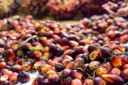 Salim Ivomas (SIMP) Bagikan Dividen Rp26 per Saham