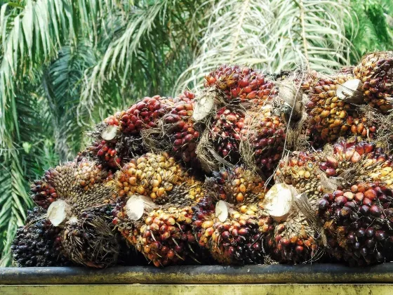 Harga CPO Alami Pelemahan Tiga Berturut-turut