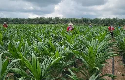 PTPN IV PalmCo Mempercepat Program PSR di Provinsi Riau, Dukung Implementasi Program B50