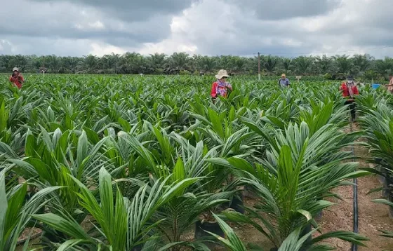 PTPN IV PalmCo Mempercepat Program PSR di Provinsi Riau, Dukung Implementasi Program B50